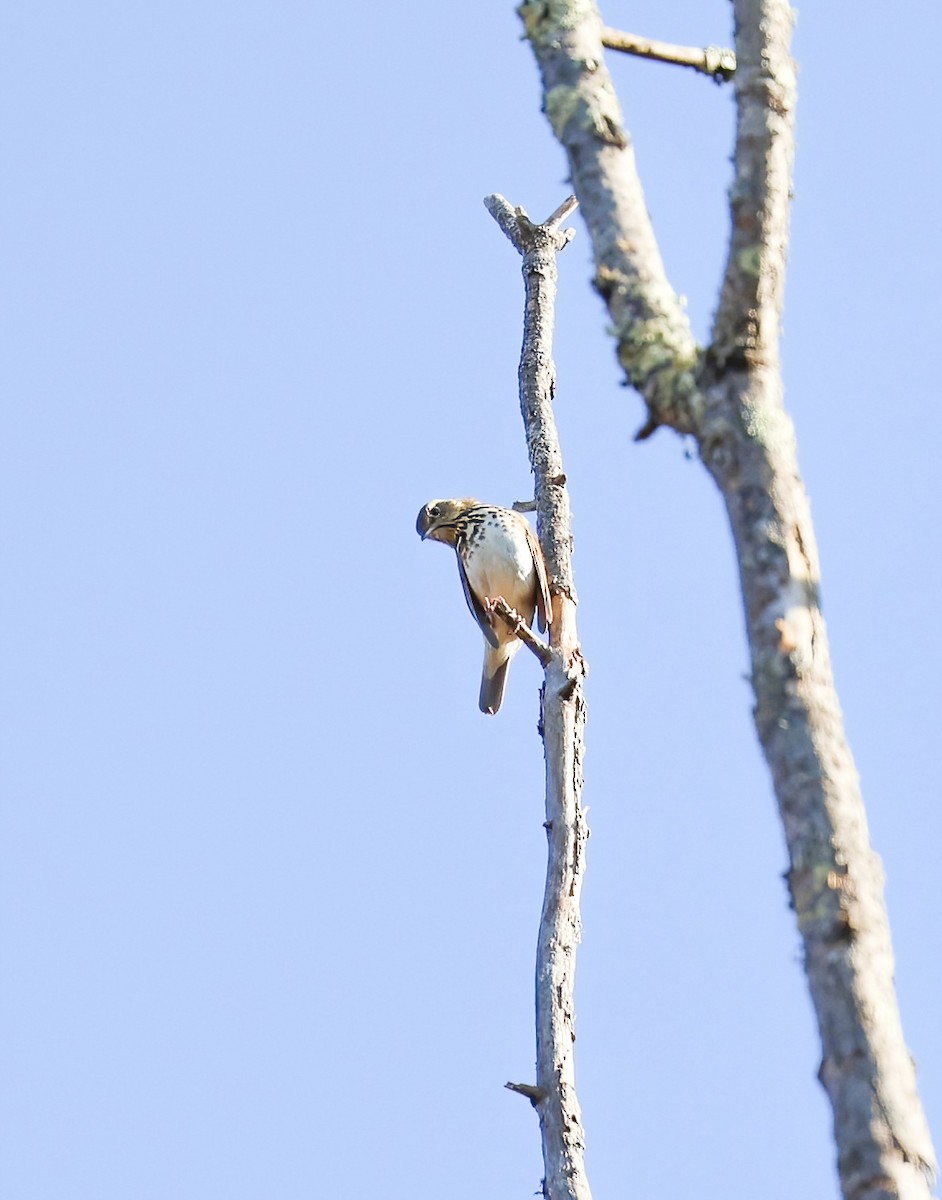 Catharus sp. - ML625211652