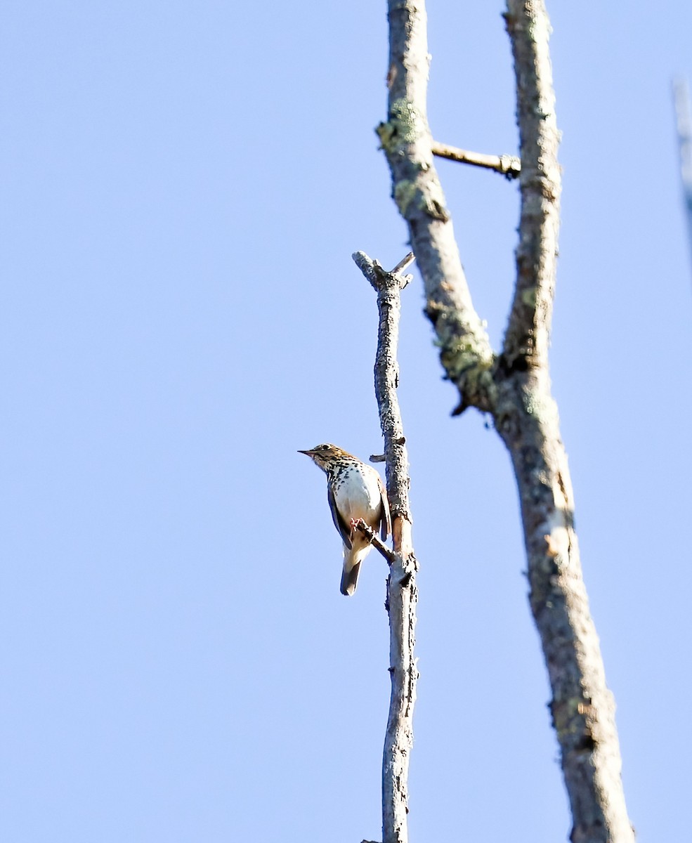 Catharus sp. - ML625211653