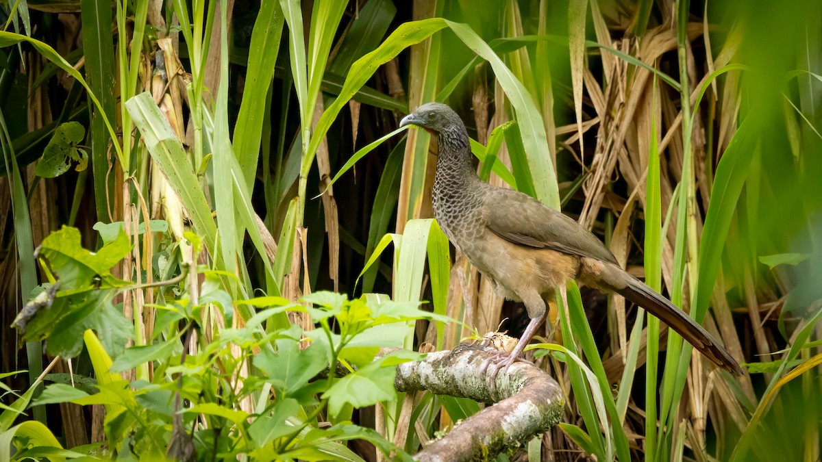 Colombian Chachalaca - ML625211696