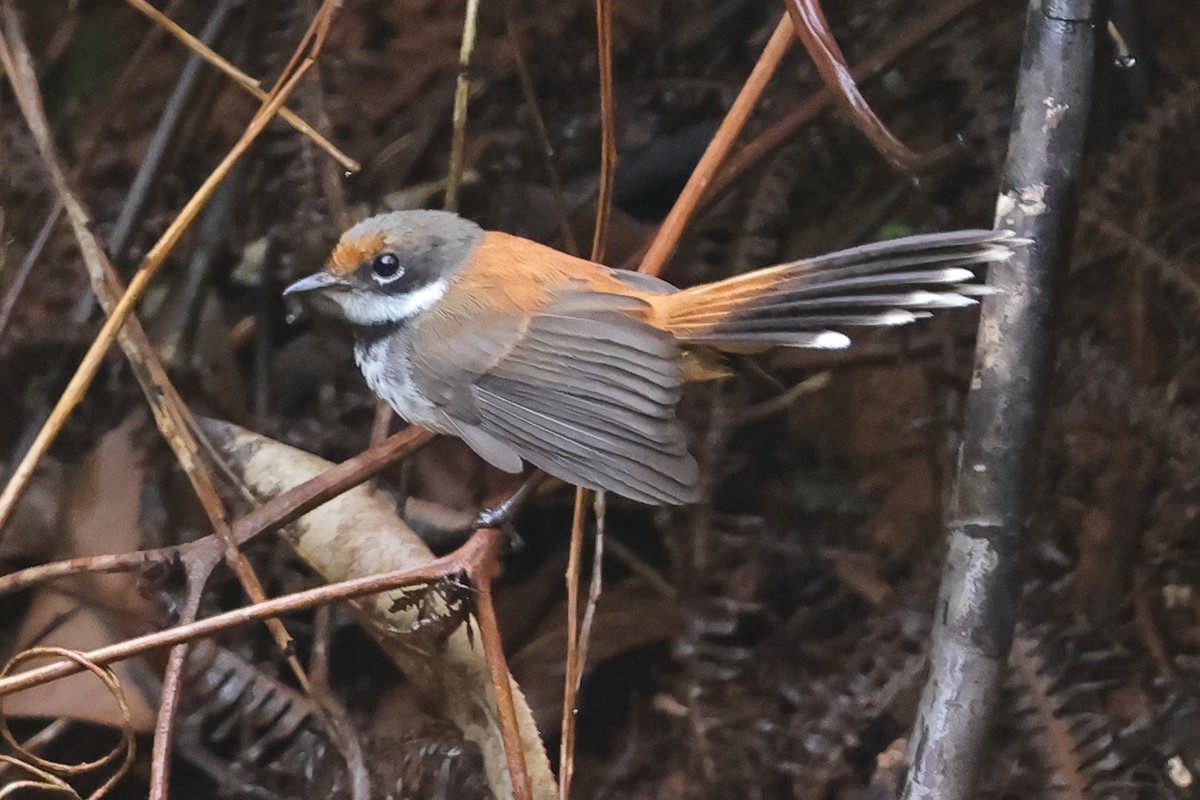 Solomons Rufous Fantail (Rufous-backed) - ML625211873