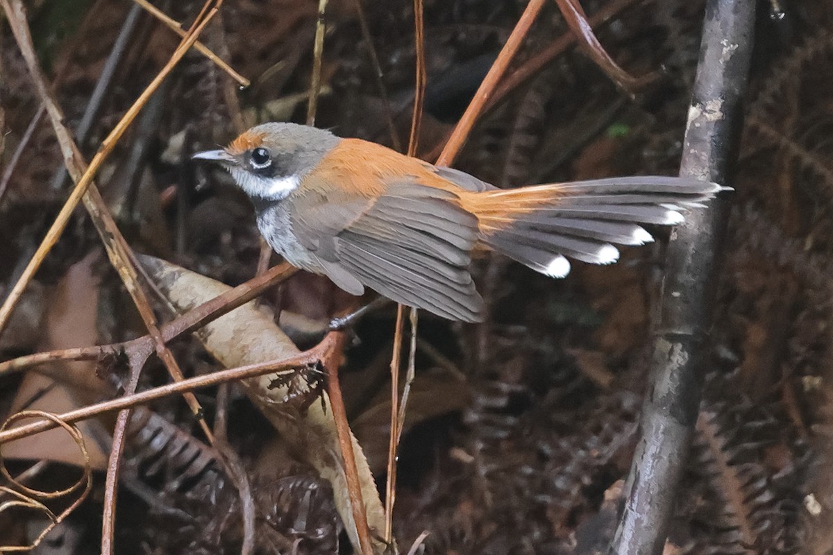 Solomons Rufous Fantail (Rufous-backed) - ML625211875