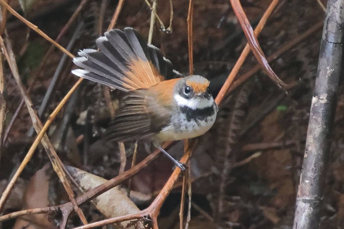 Solomons Rufous Fantail (Rufous-backed) - ML625211895