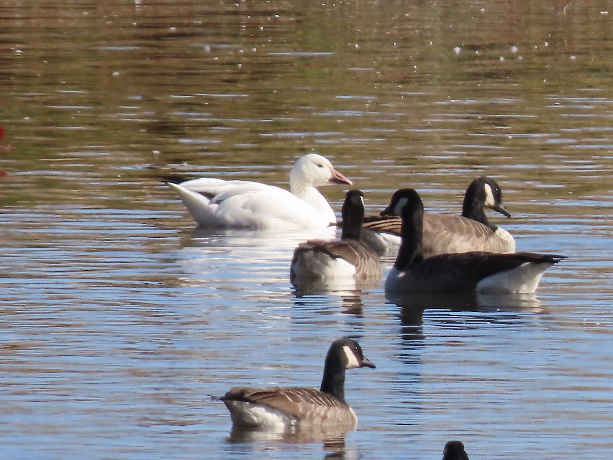 Snow Goose - ML625212104