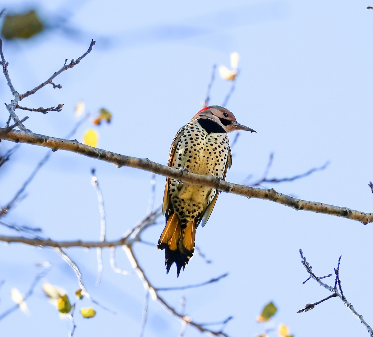 Northern Flicker - ML625212168