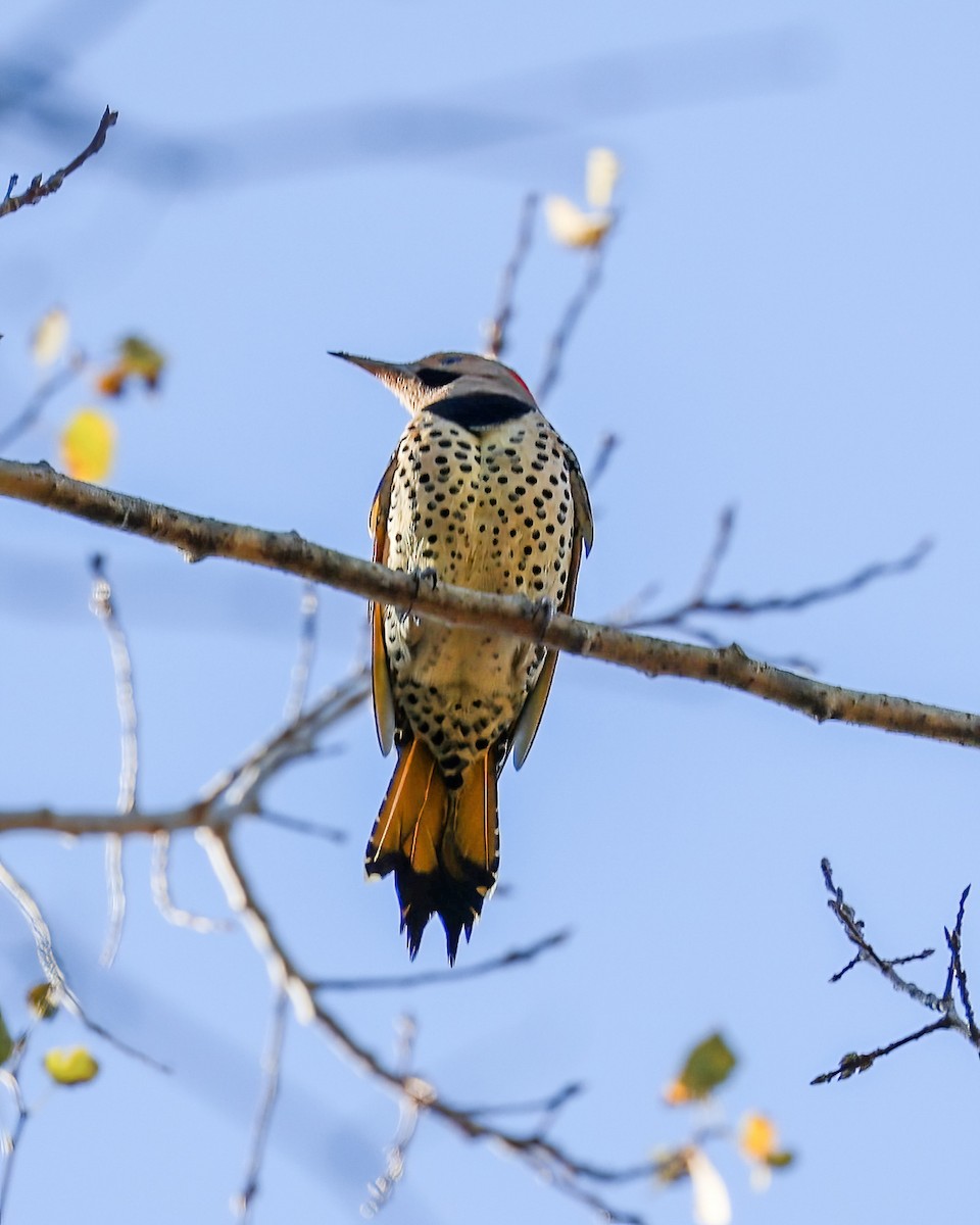 Northern Flicker - ML625212169