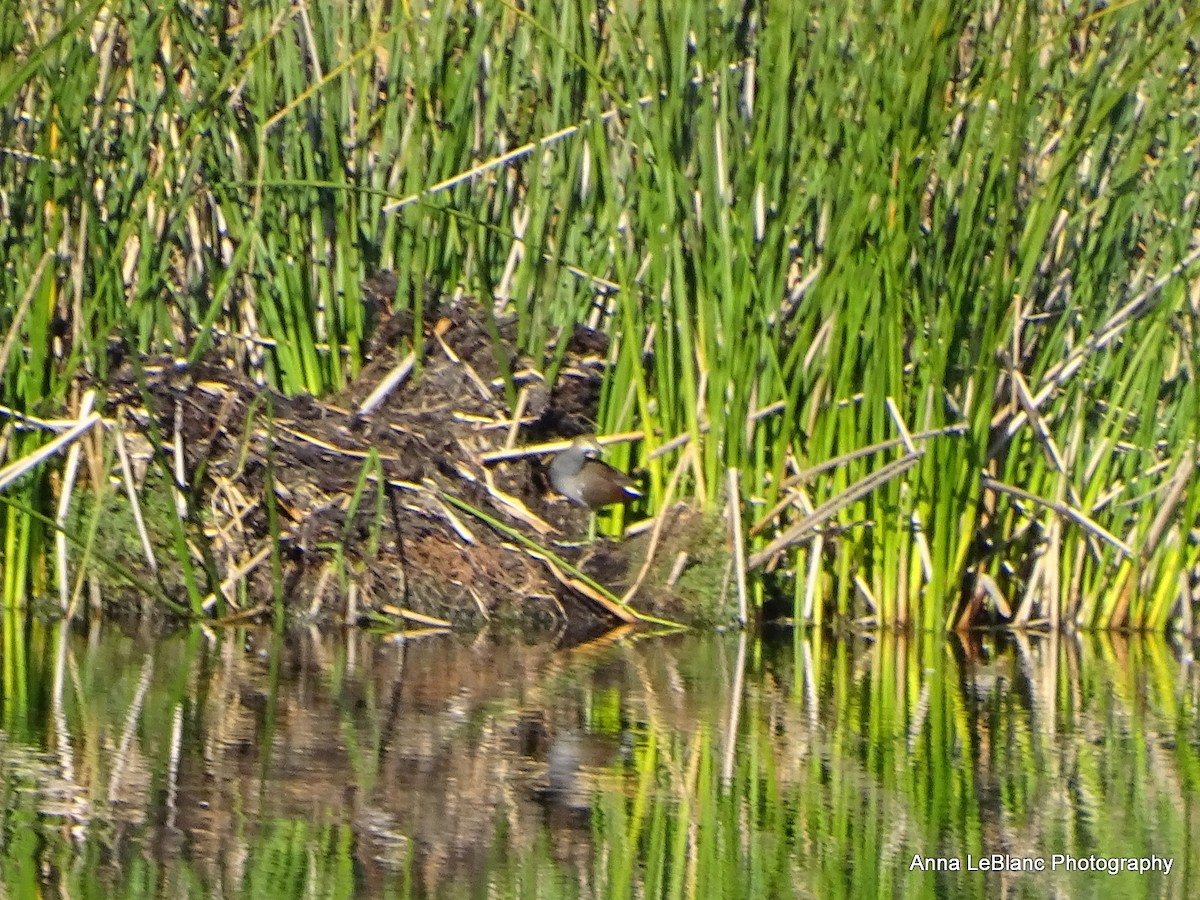 Common Gallinule - Anna LeBlanc