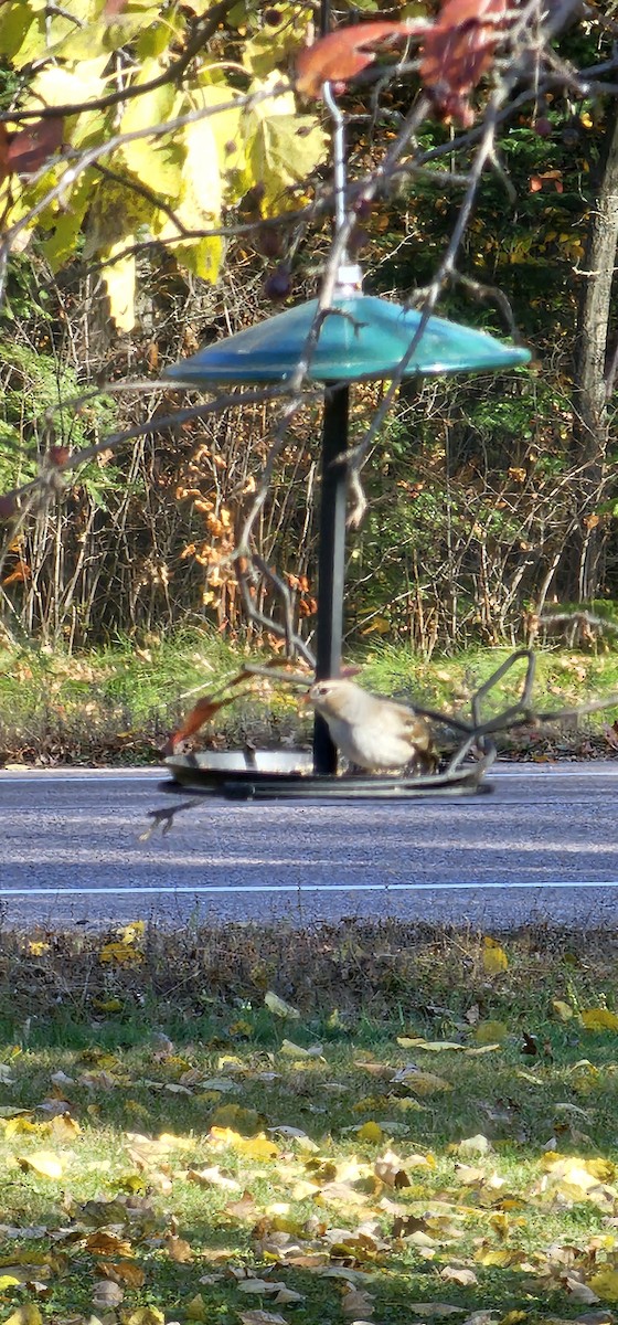 White-crowned Sparrow - ML625212319