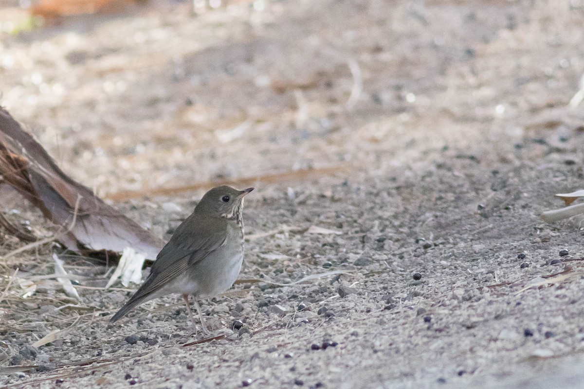 Gray-cheeked Thrush - Johnny Bovee