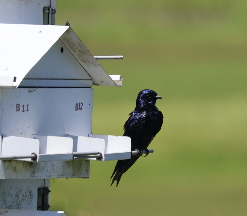 Purple Martin - ML625212392