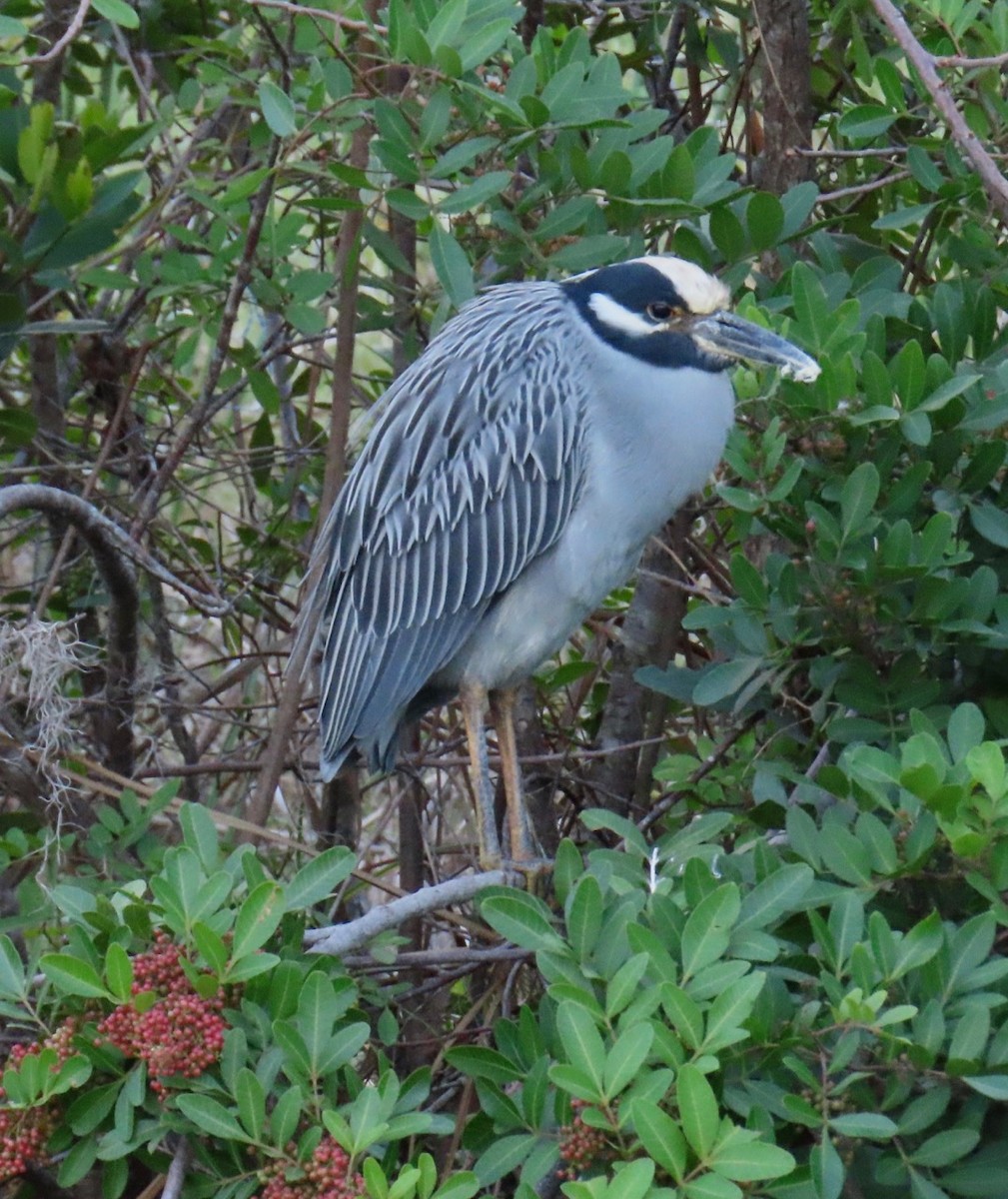 Yellow-crowned Night Heron - ML625212405