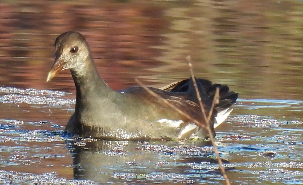 Common Gallinule - ML625212461