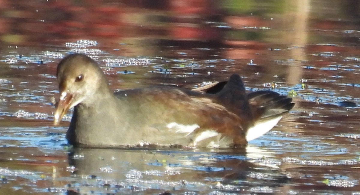 Common Gallinule - ML625212462