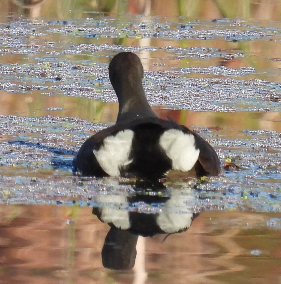 Common Gallinule - ML625212463