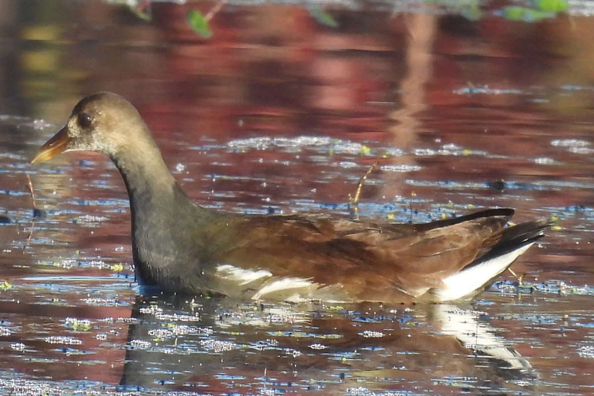 Common Gallinule - ML625212468