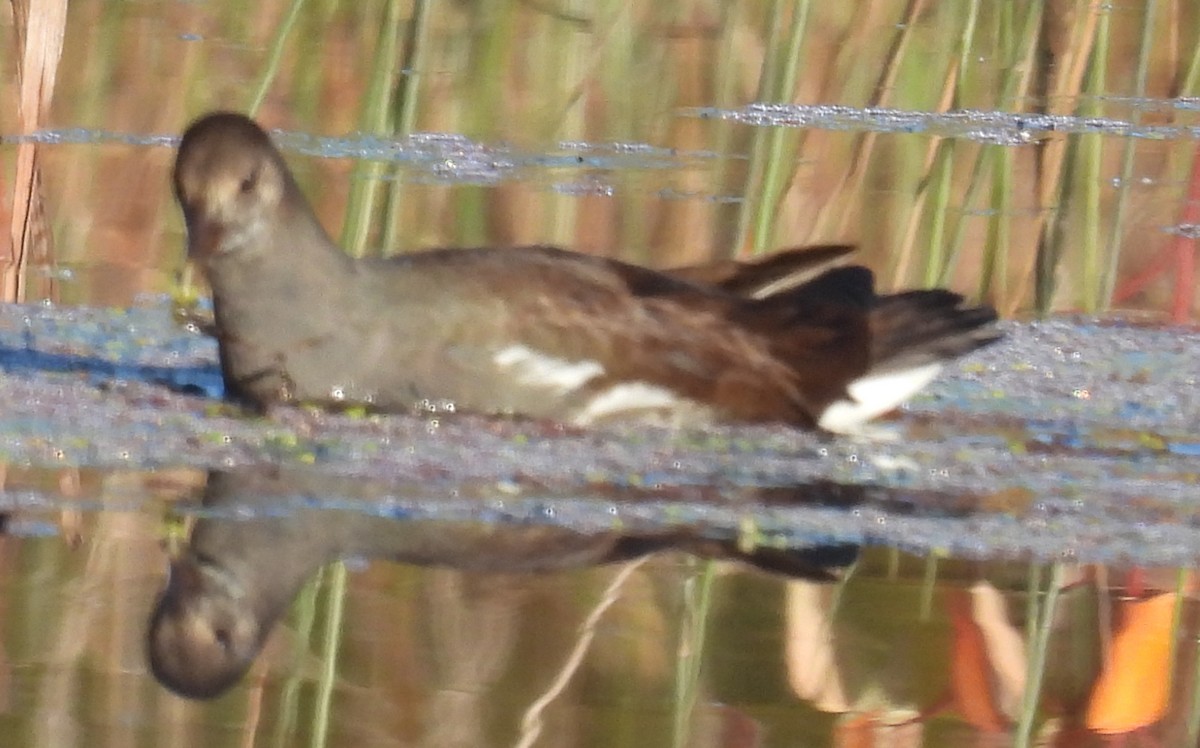 Common Gallinule - ML625212469