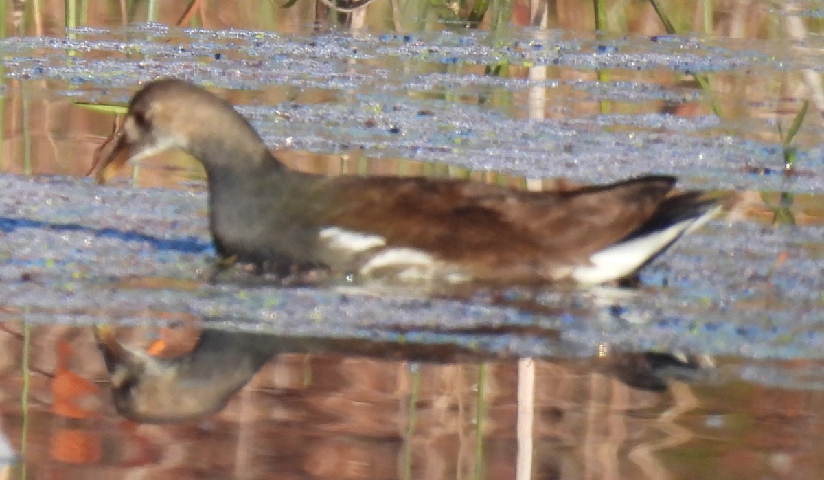 Common Gallinule - ML625212471