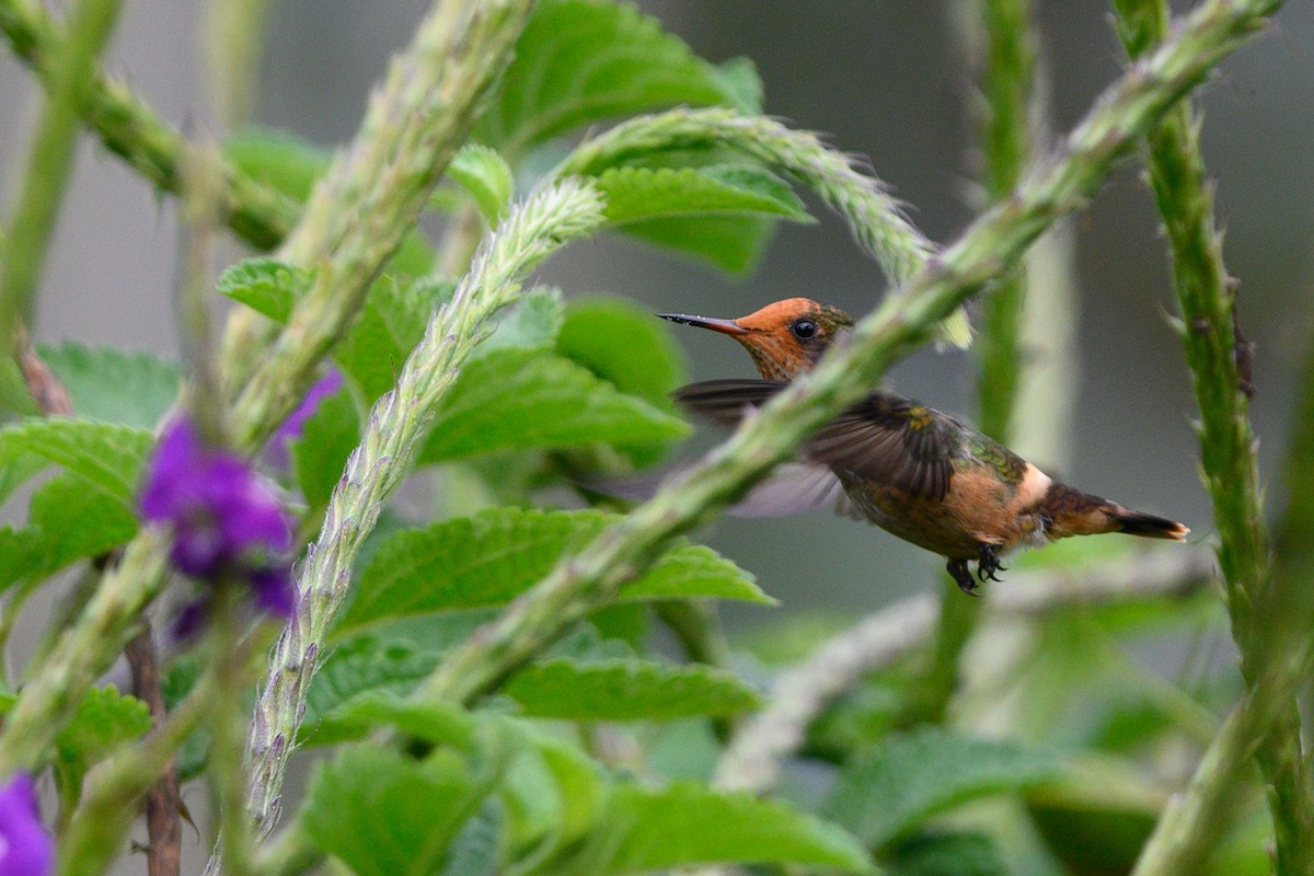 Spangled Coquette - Julie Cortez