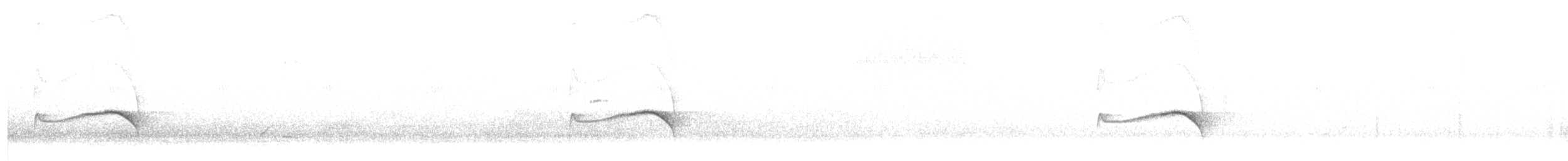 Strichelrücken-Ameisenfänger - ML62521251