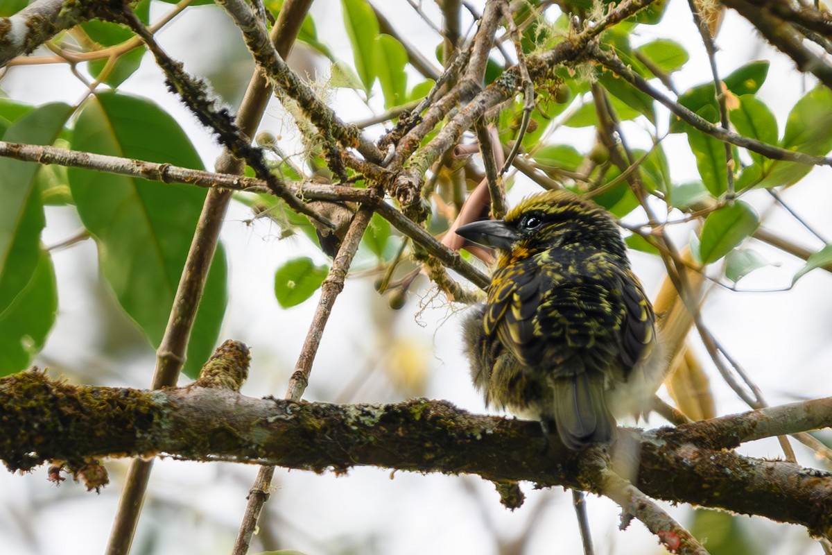 Yaldızlı Barbet - ML625212535