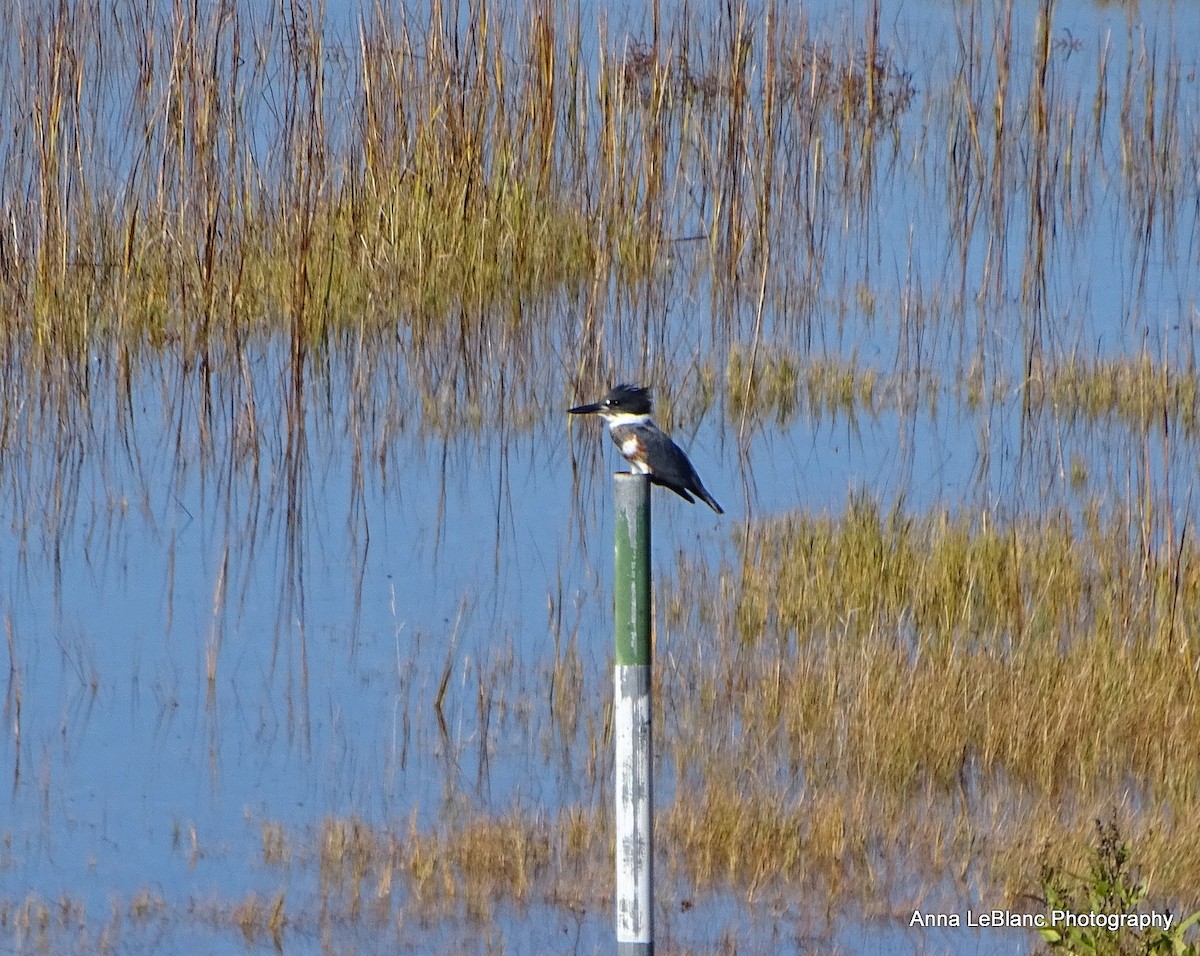 Belted Kingfisher - Anna LeBlanc