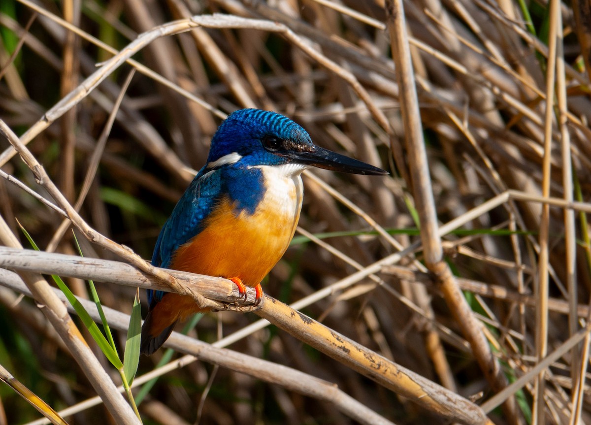 Half-collared Kingfisher - ML625212552