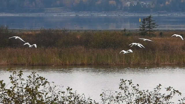 Trumpeter Swan - ML625212570