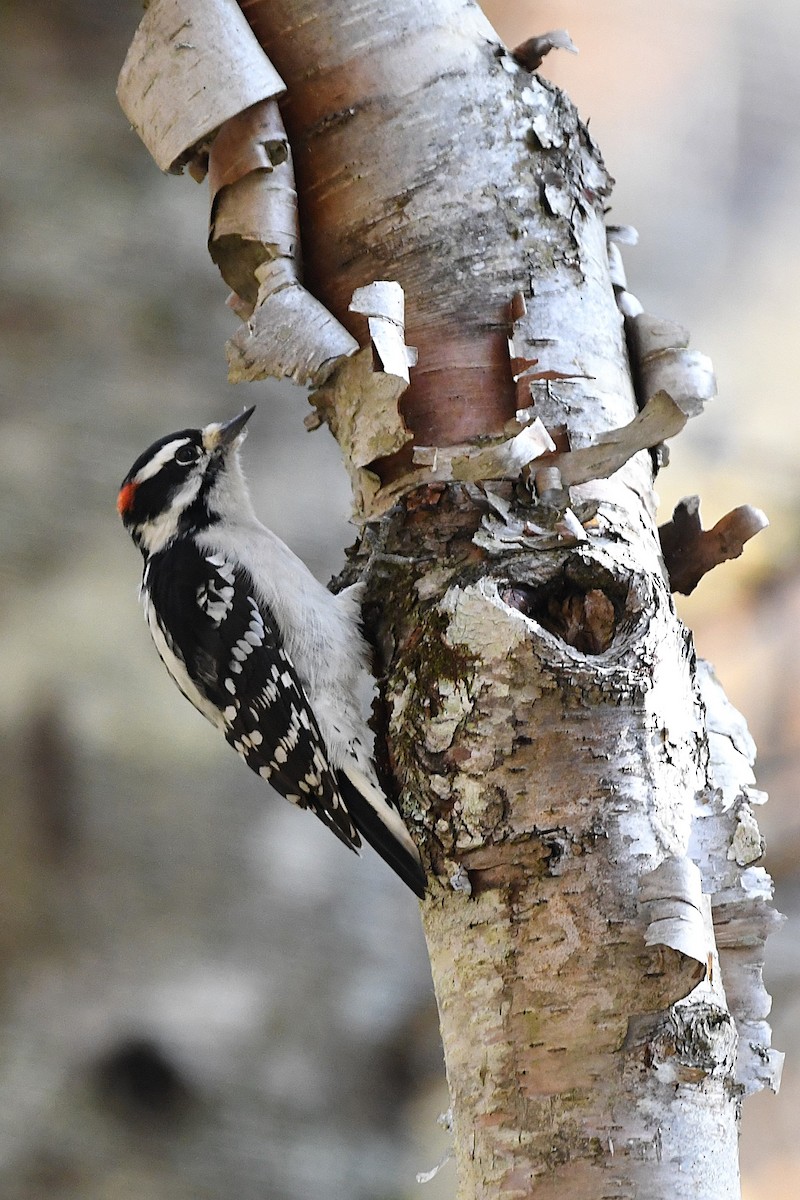 Downy Woodpecker - ML625212648