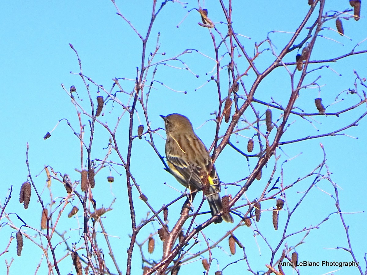 Yellow-rumped Warbler - Anna LeBlanc