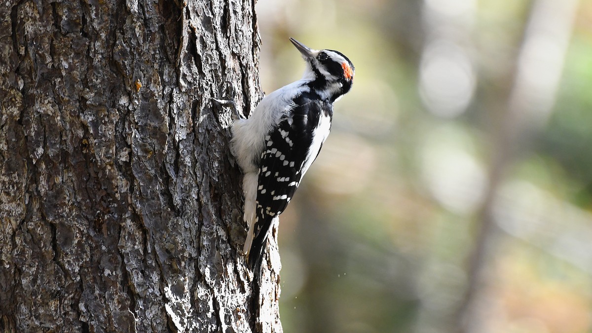 Hairy Woodpecker - ML625212657