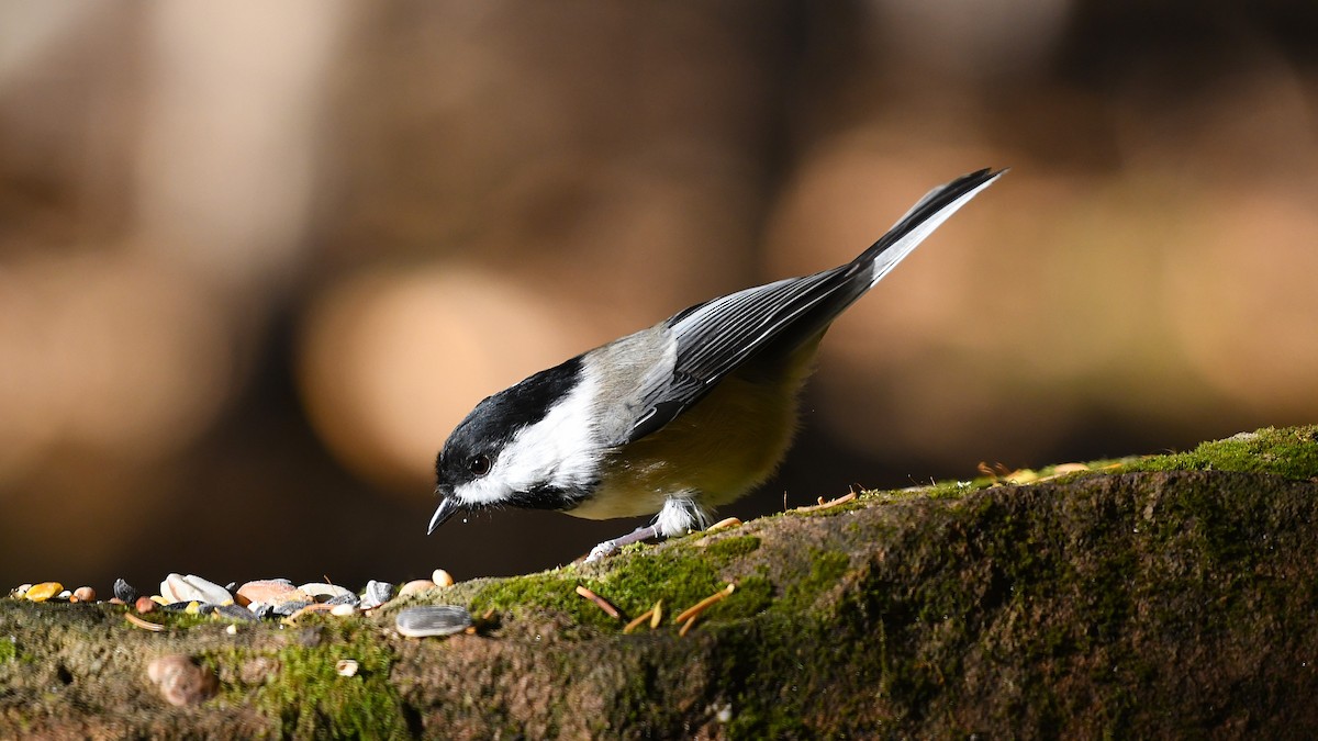 Black-capped Chickadee - ML625212677