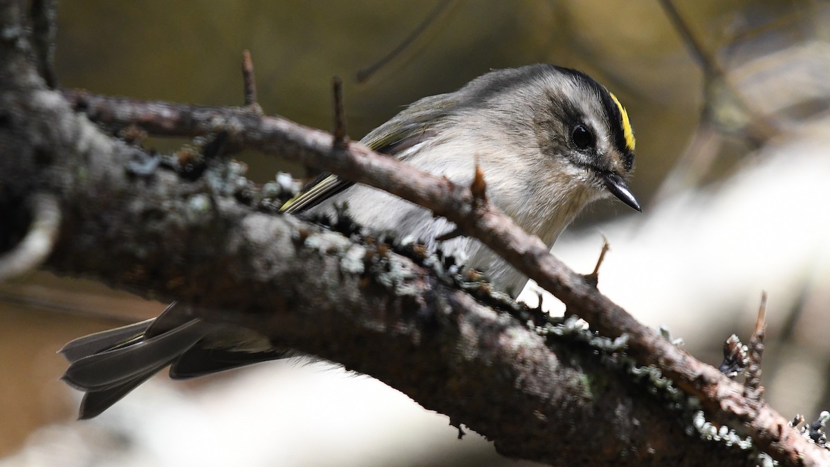 Golden-crowned Kinglet - ML625212689