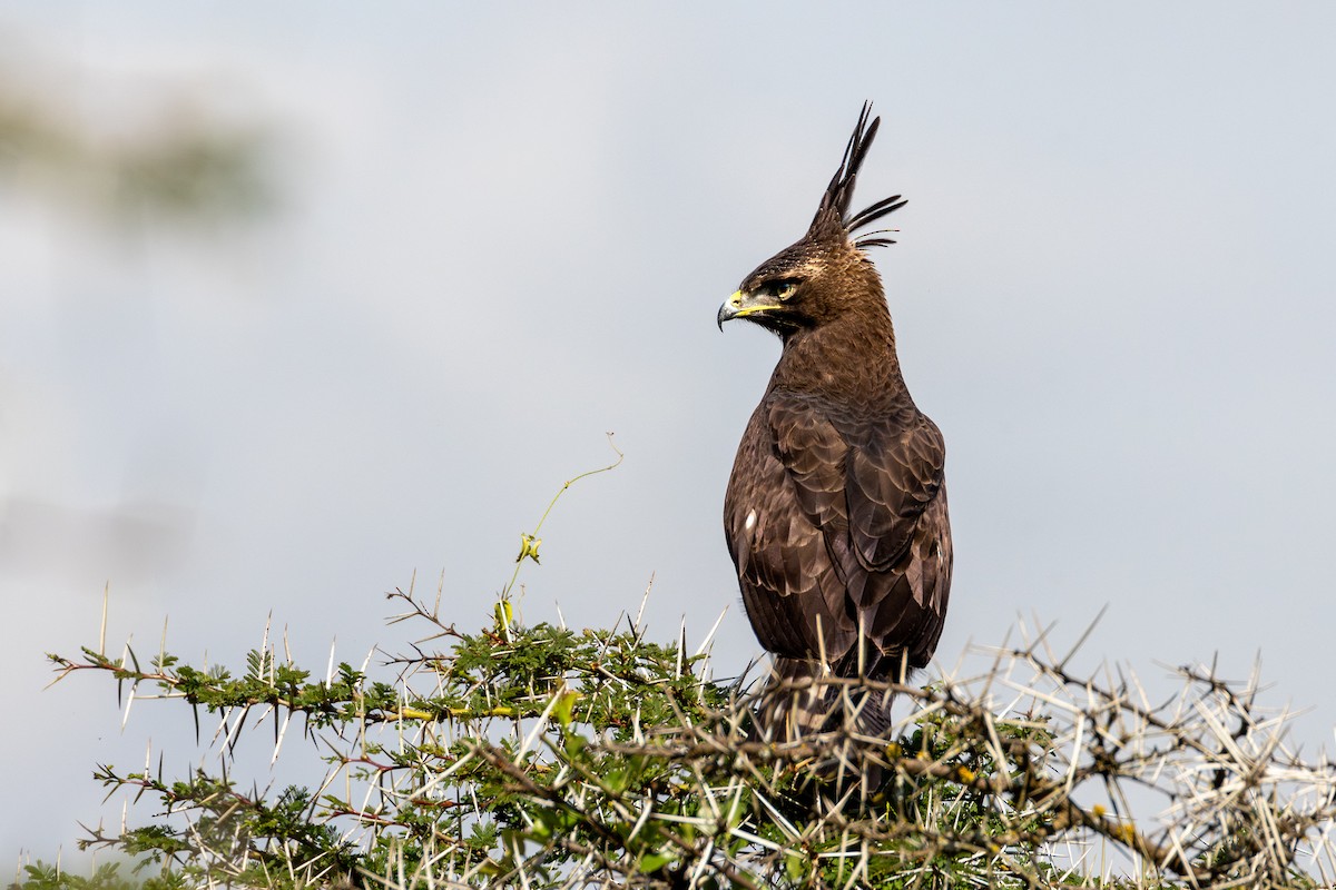 Long-crested Eagle - ML625212755