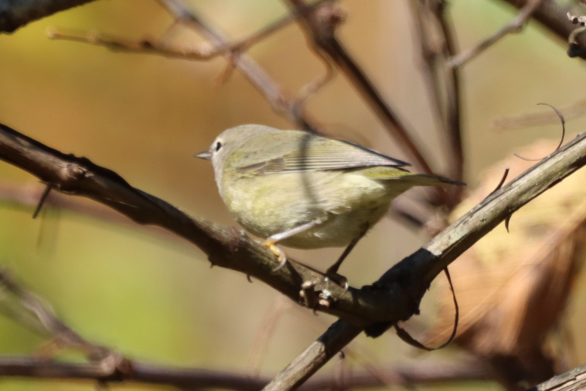 Orange-crowned Warbler - ML625212817