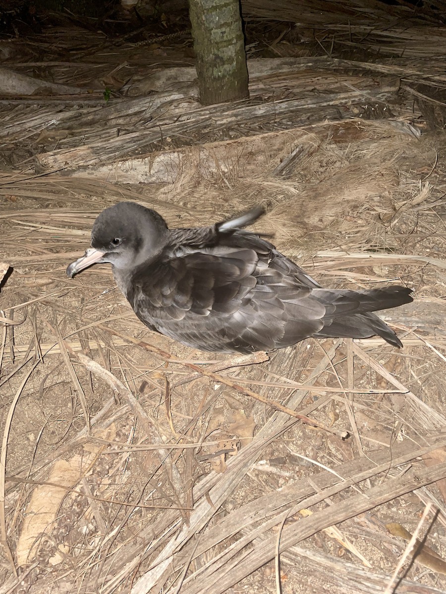 Flesh-footed Shearwater - ML625212822