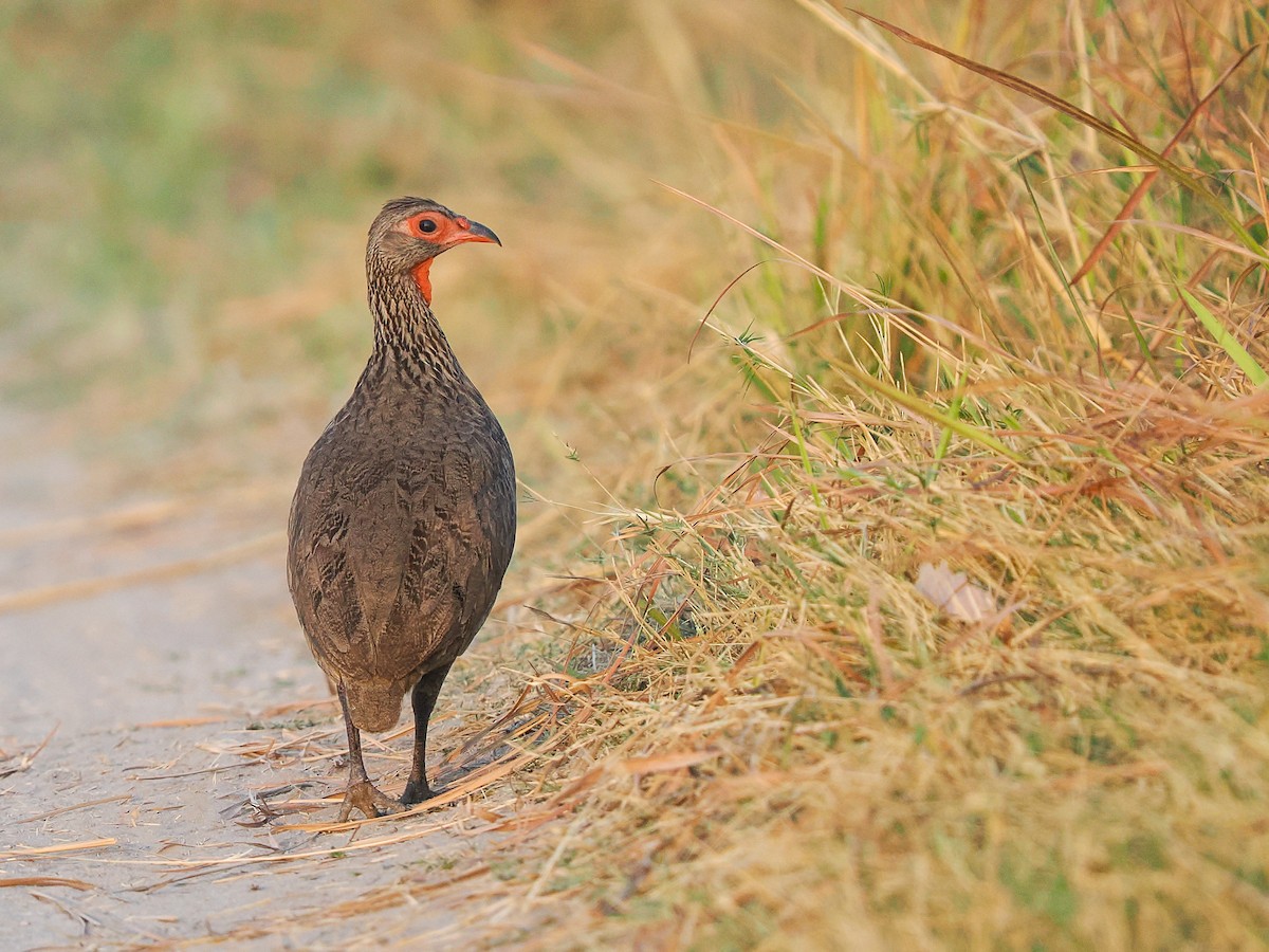 Swainson's Spurfowl - ML625212947