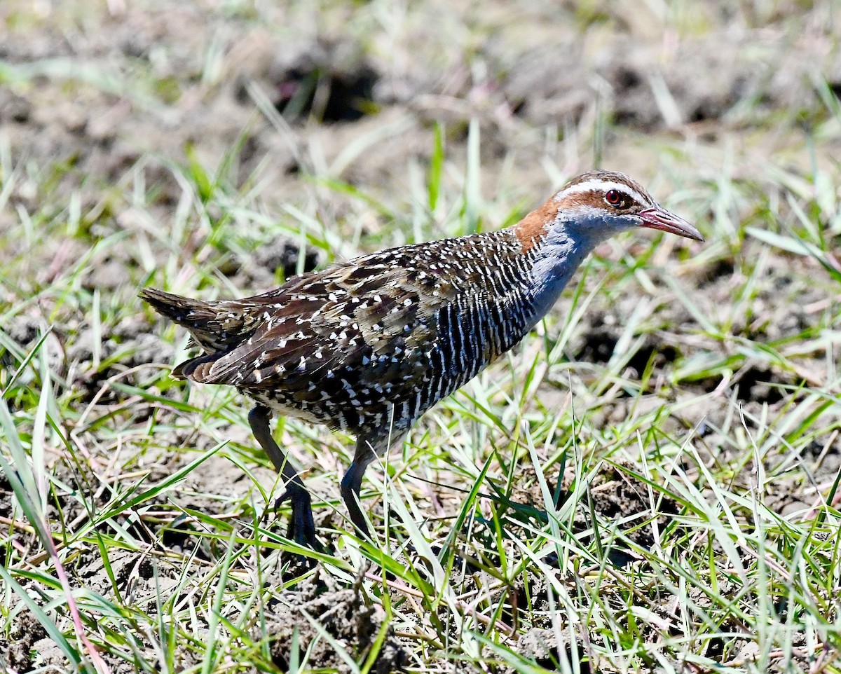 Buff-banded Rail - ML625212953