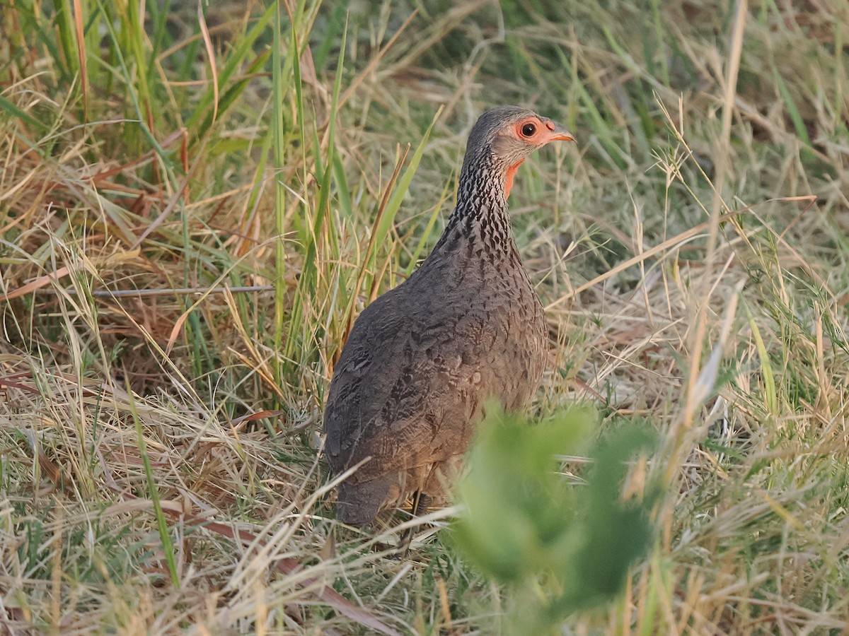 Swainson's Spurfowl - ML625212957