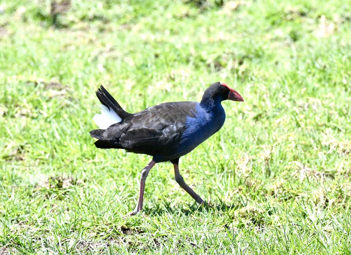 Australasian Swamphen - ML625212958