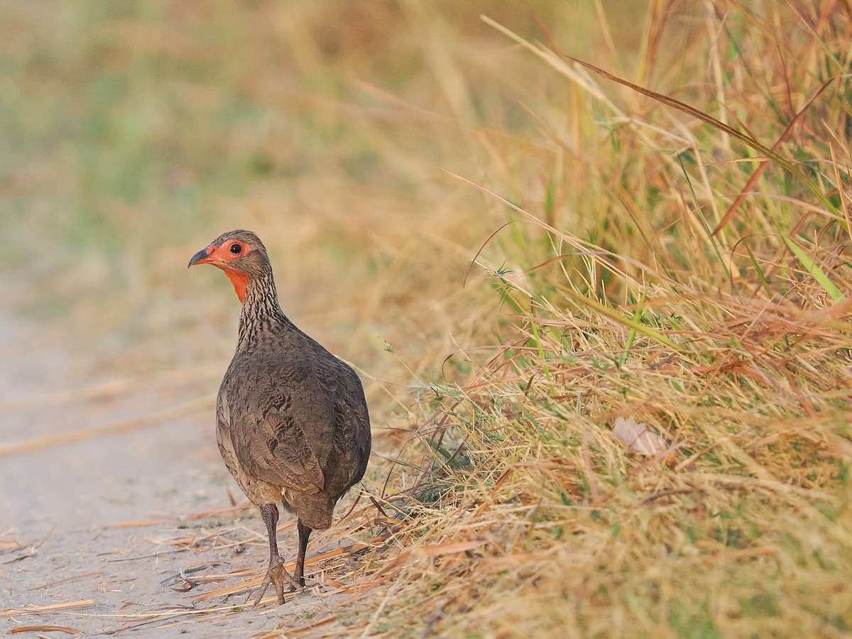 Swainson's Spurfowl - ML625212959