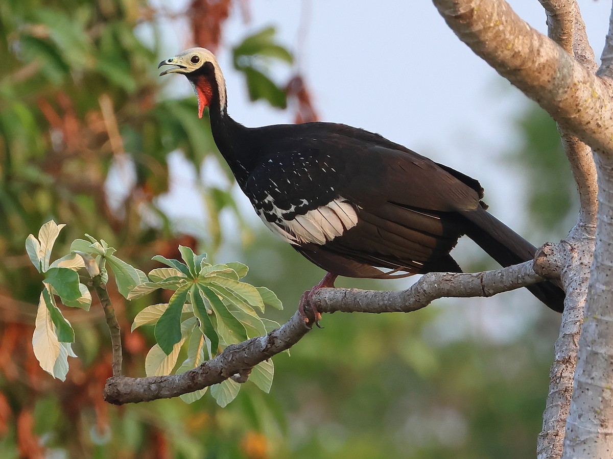 Red-throated Piping-Guan - ML625212965