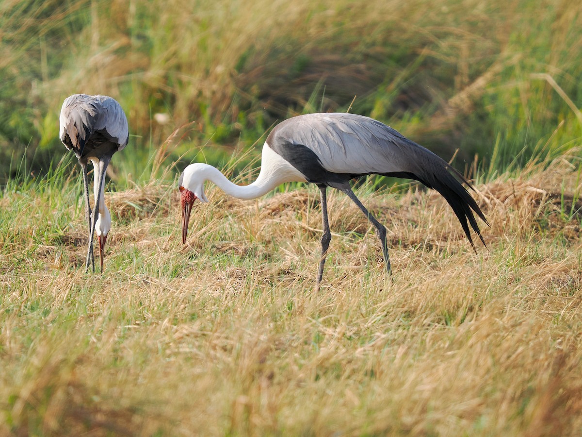 Wattled Crane - ML625212968