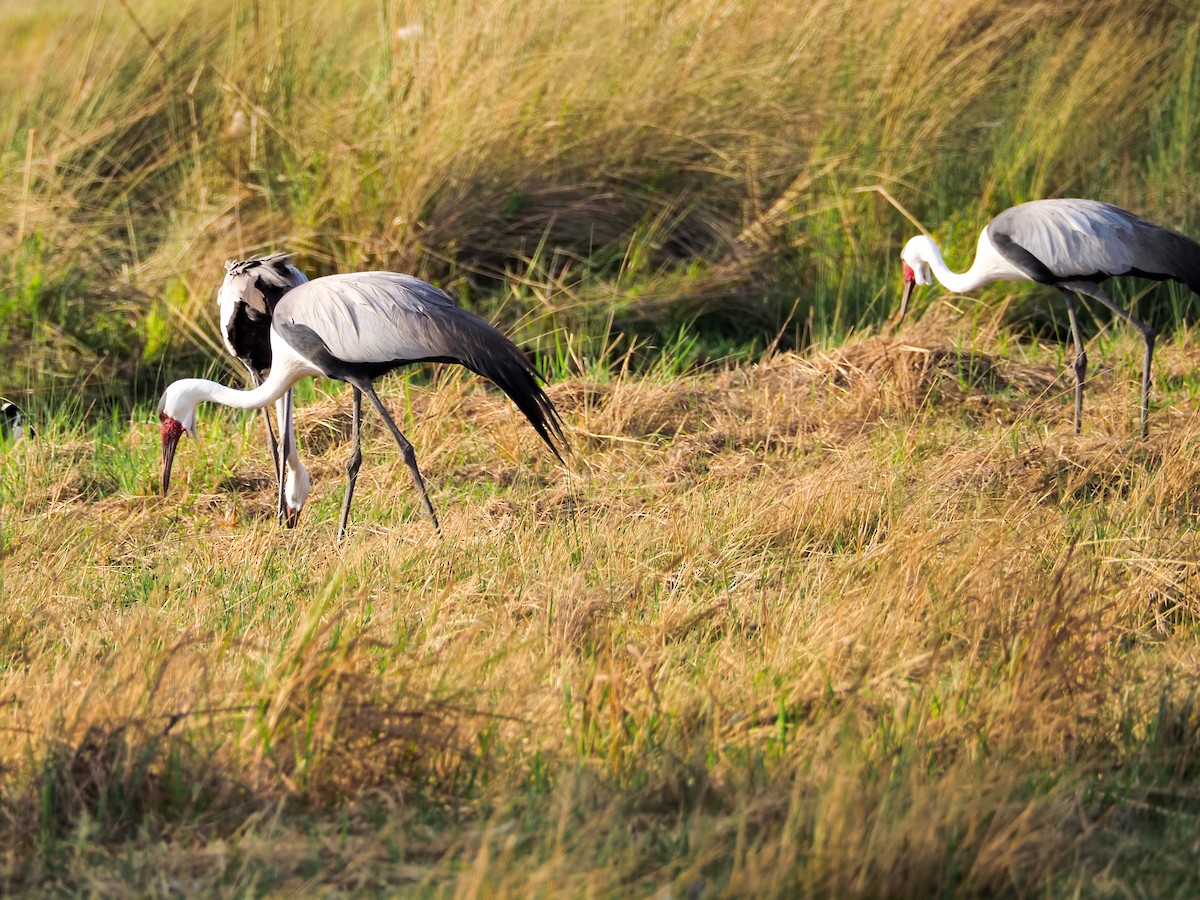 Wattled Crane - Darren Shirley