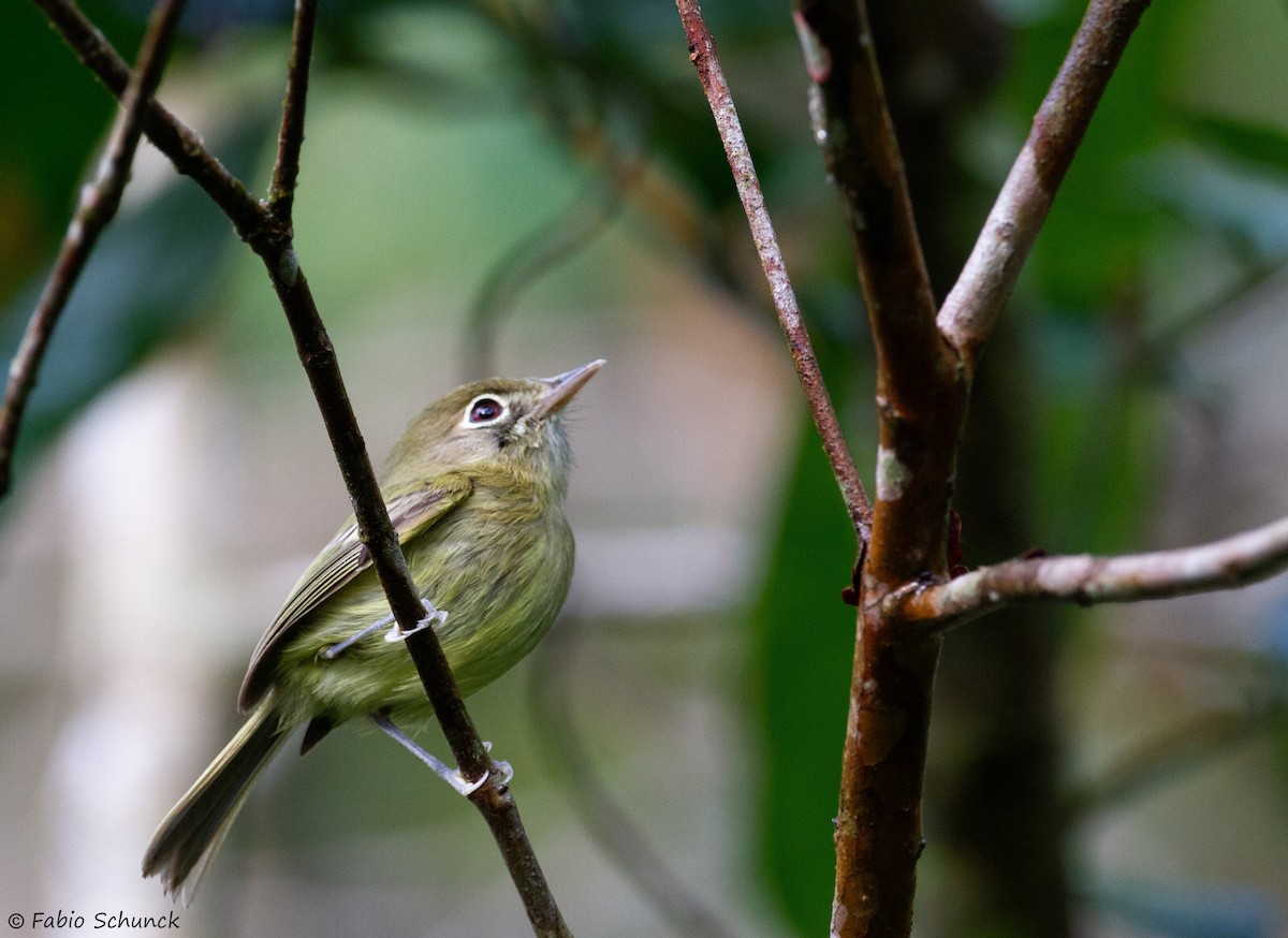 Eye-ringed Tody-Tyrant - ML625213064