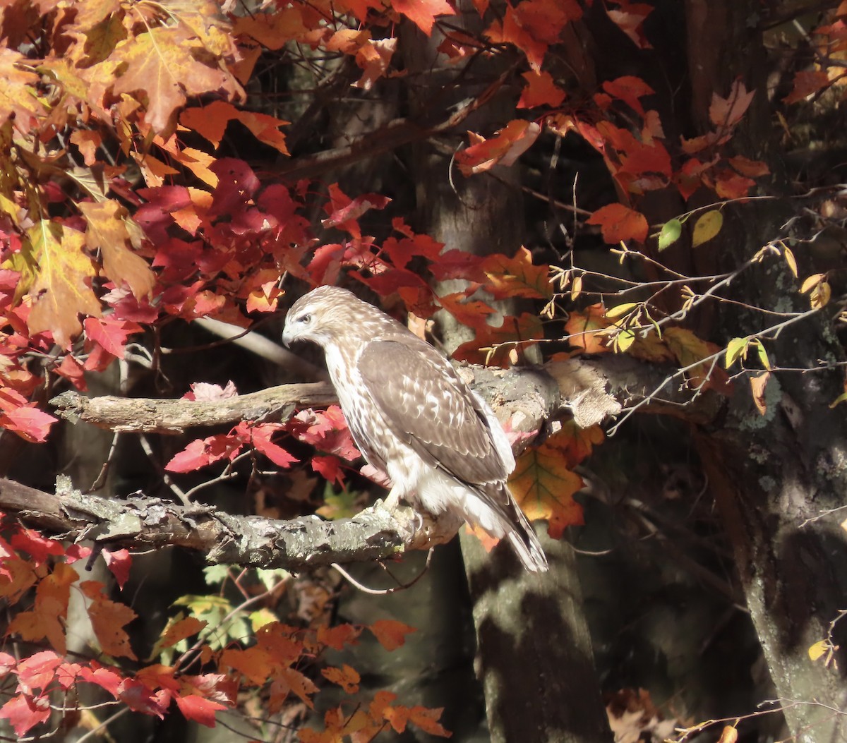 Red-tailed Hawk - ML625213238