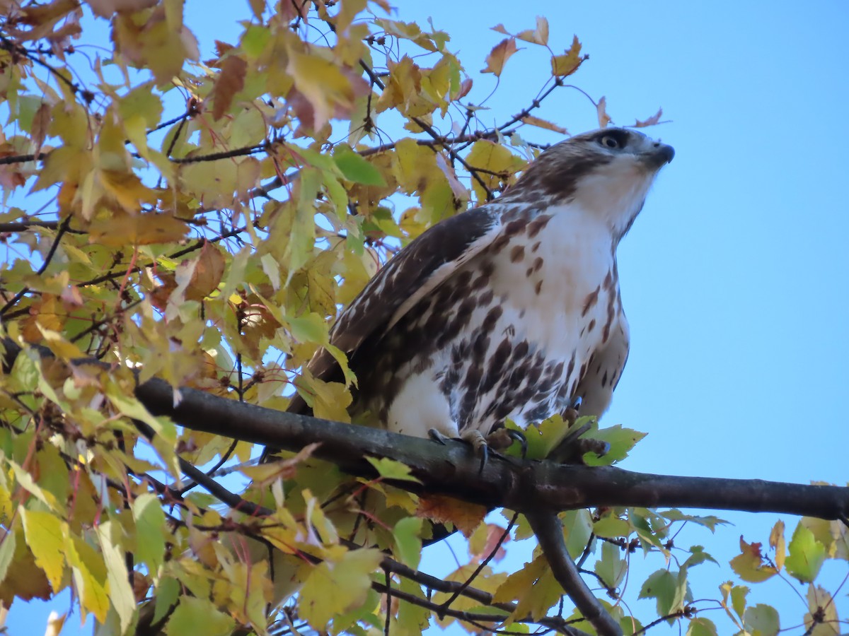 Red-tailed Hawk - ML625213239
