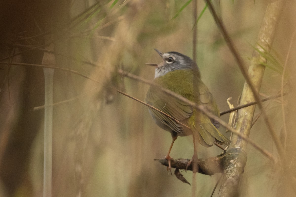 White-browed Warbler - ML625213321