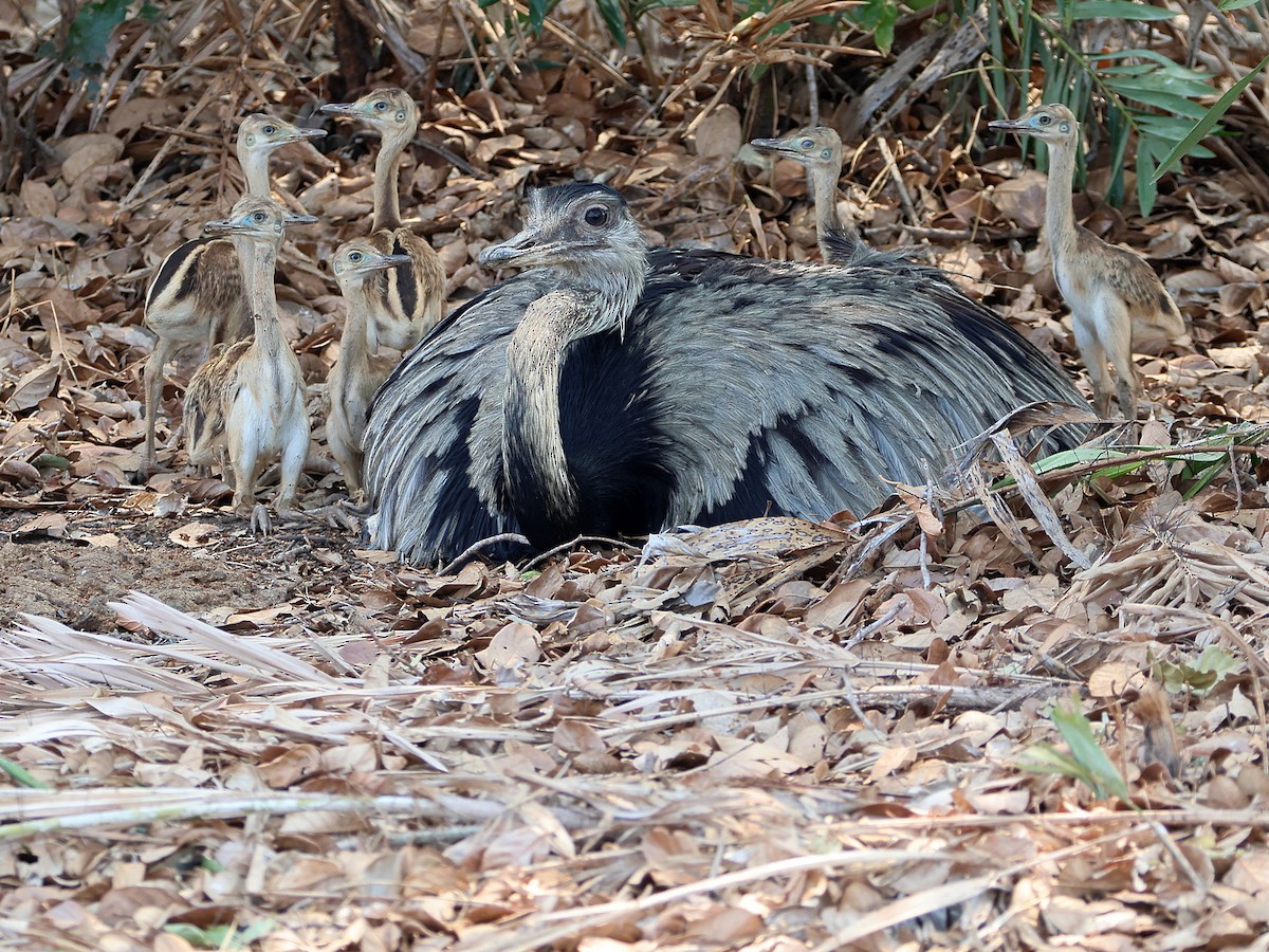 Greater Rhea - ML625213553