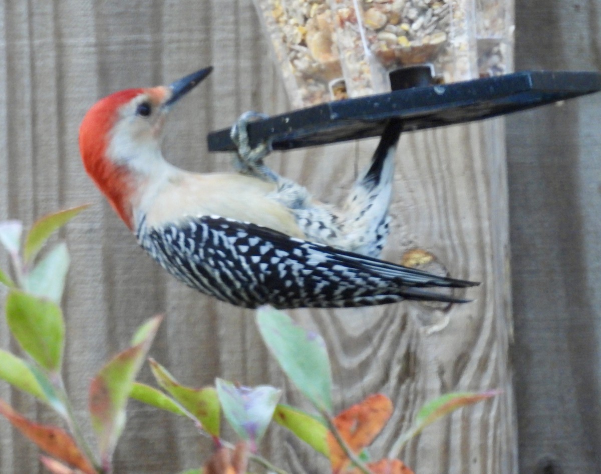 datel karolínský - ML625213766