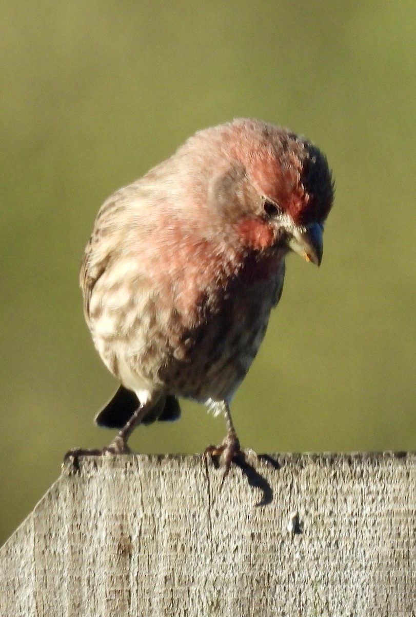 hýl rudoprsý - ML625213858