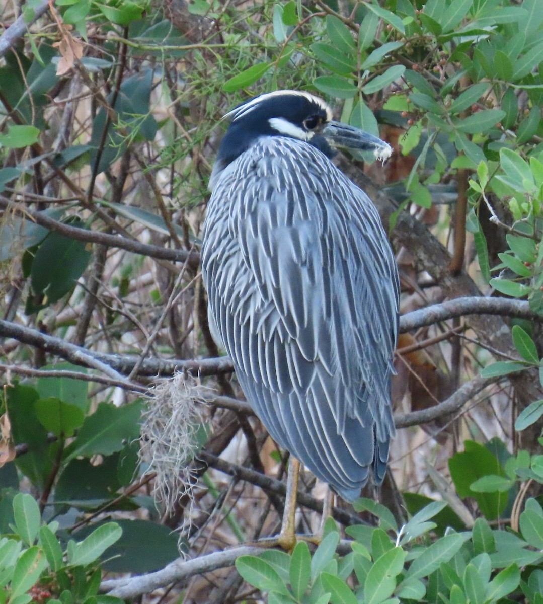 Yellow-crowned Night Heron - ML625213902
